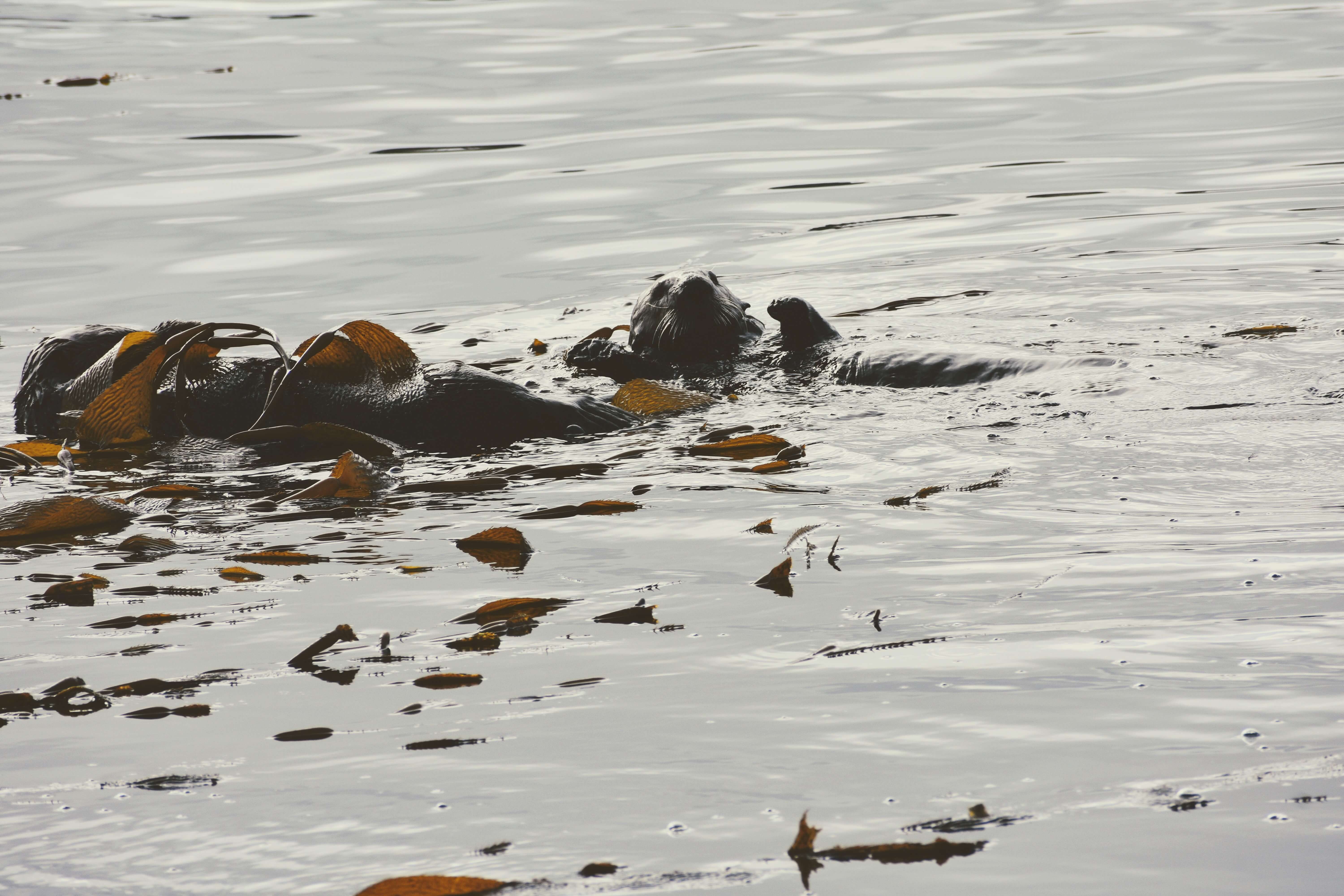 2 sea otters playin in kelp beds near Morrow Rock.