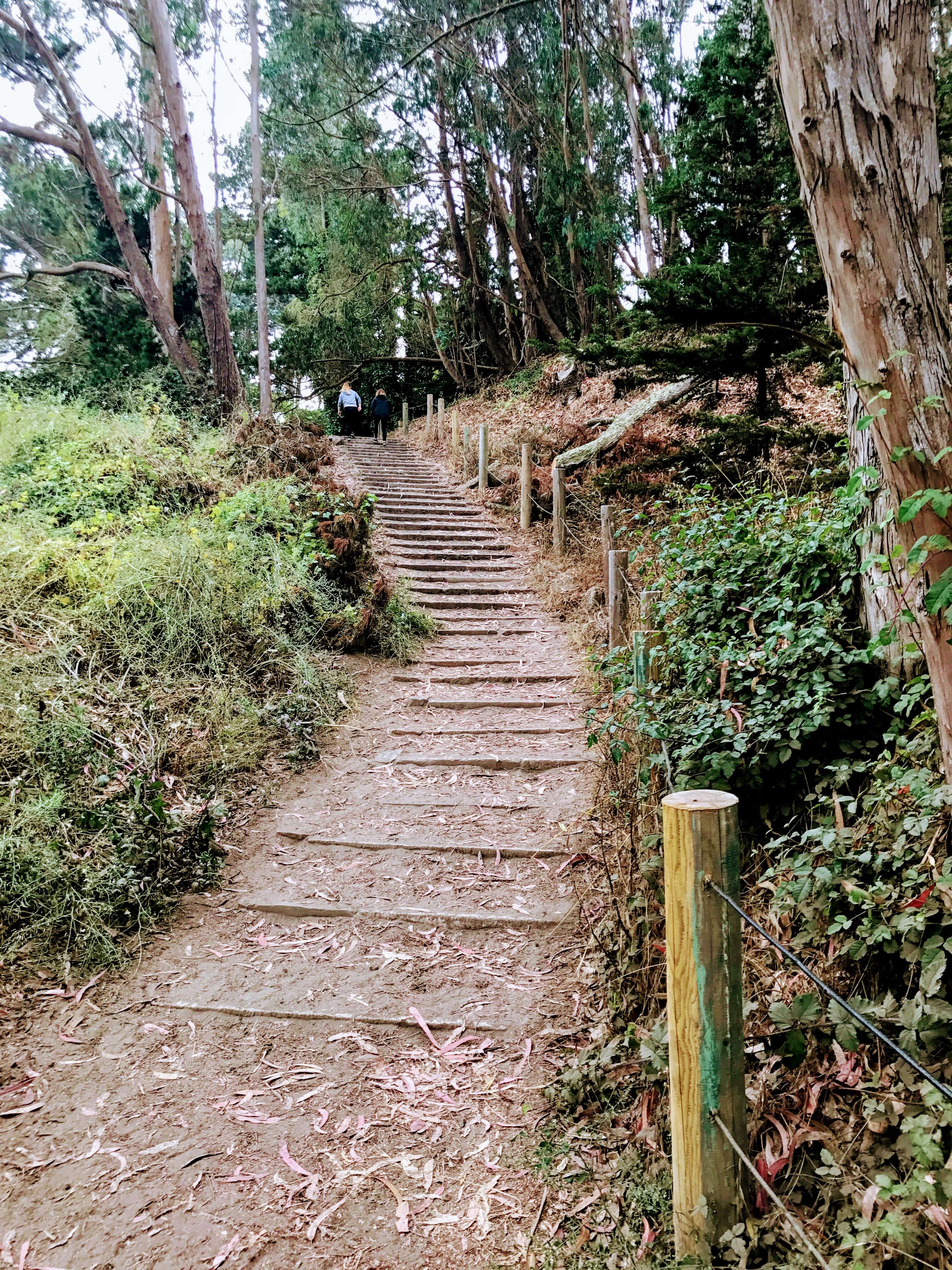 Steps leading up the Lands End Trail in San Francsisco