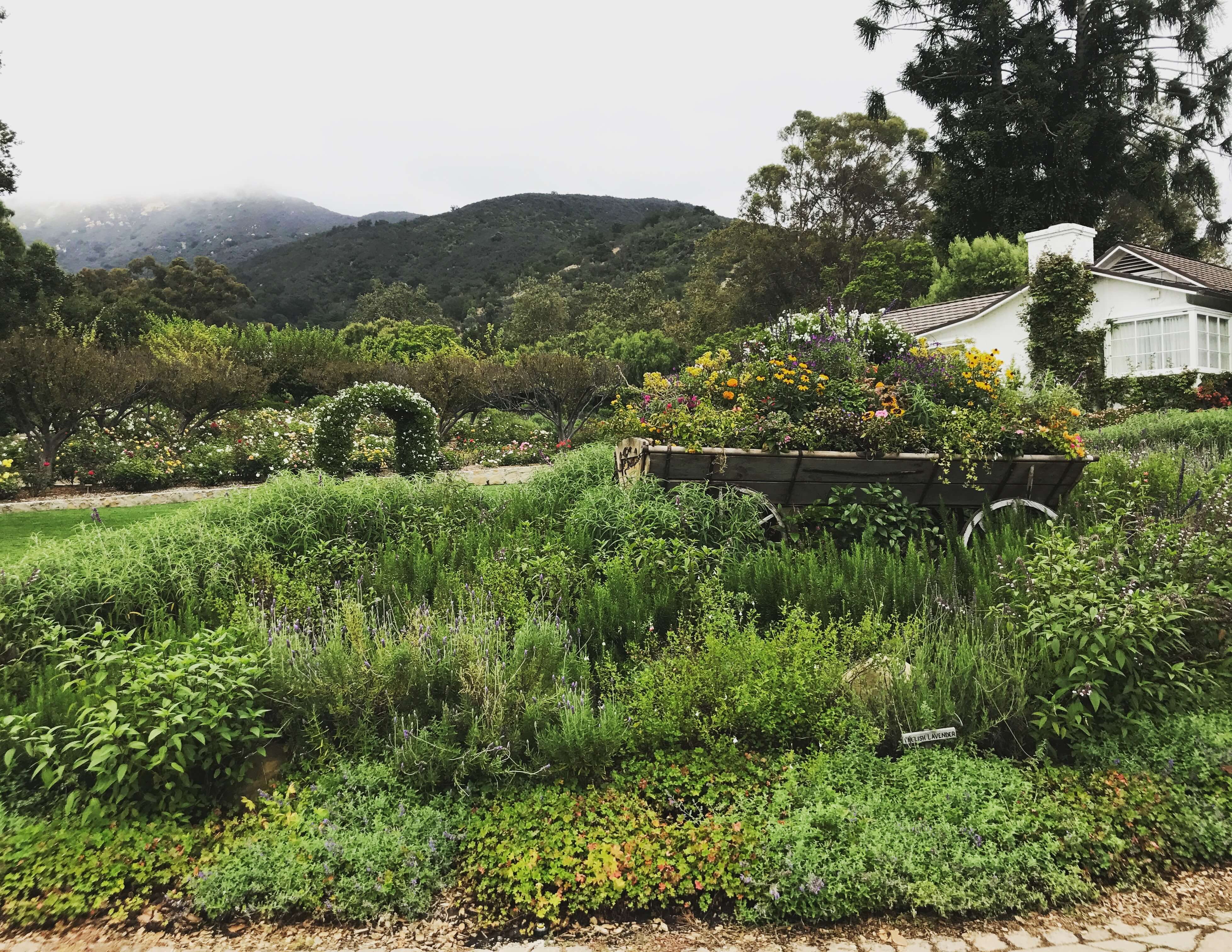  A photo of the flowers at San Ysidro Ranch in Montecito, CA