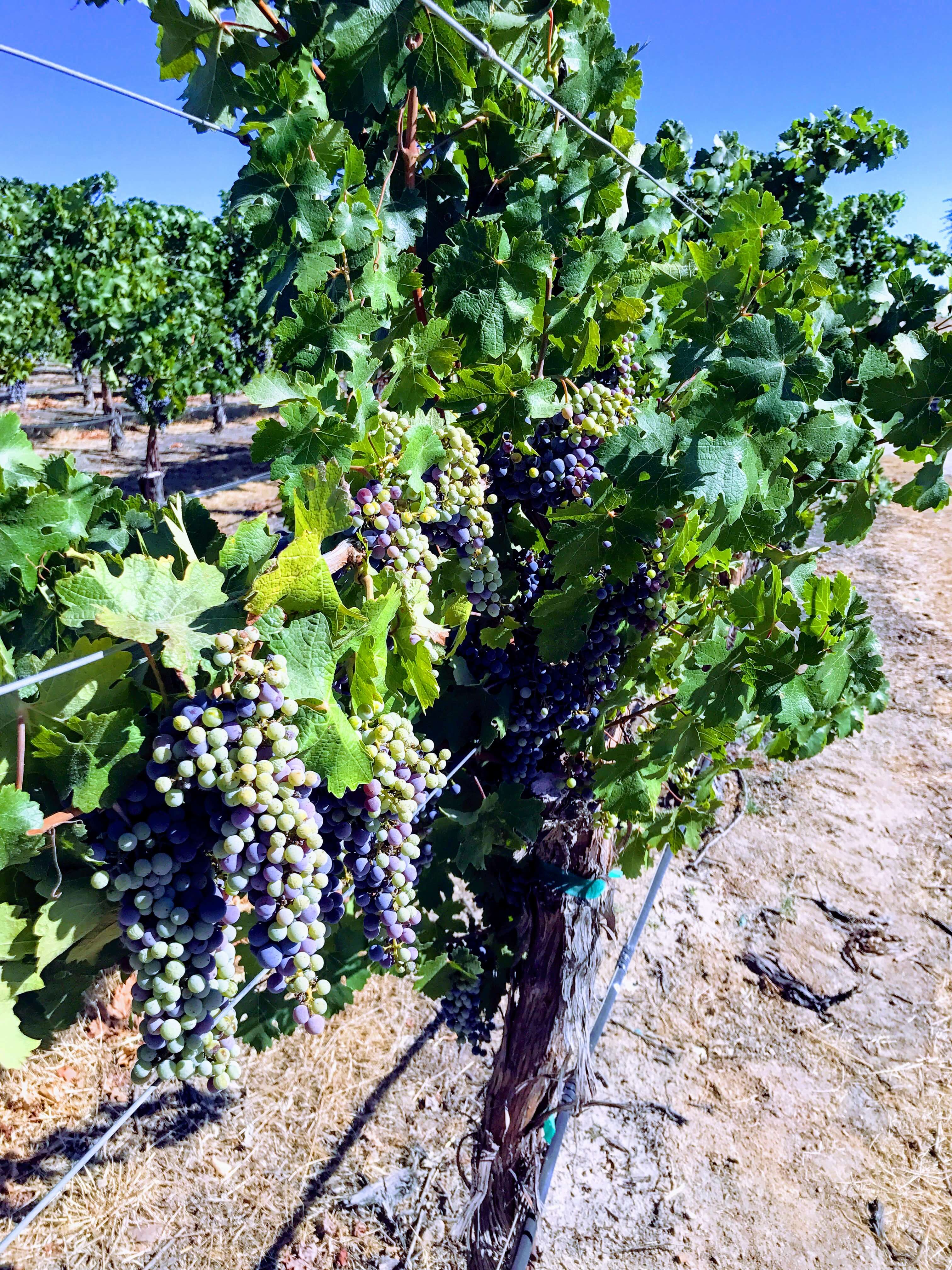 Juicky purple grapes growing on the vines at J. Lohr winery