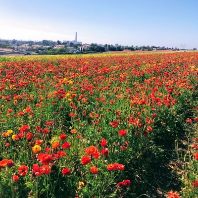 bright red, orange and yellow flowers in a field