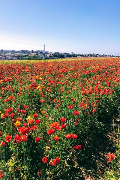 bright red, orange and yellow flowers in a field