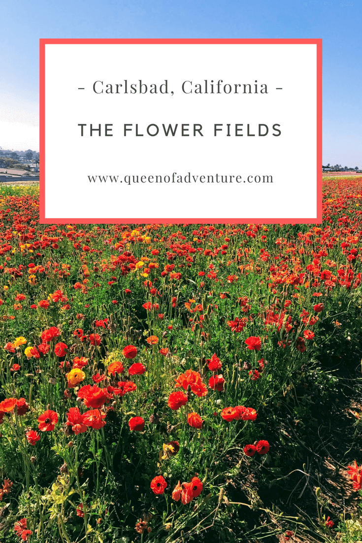 Bright red, yellow and orange flowers in a field. The flower fields, carlsbad california