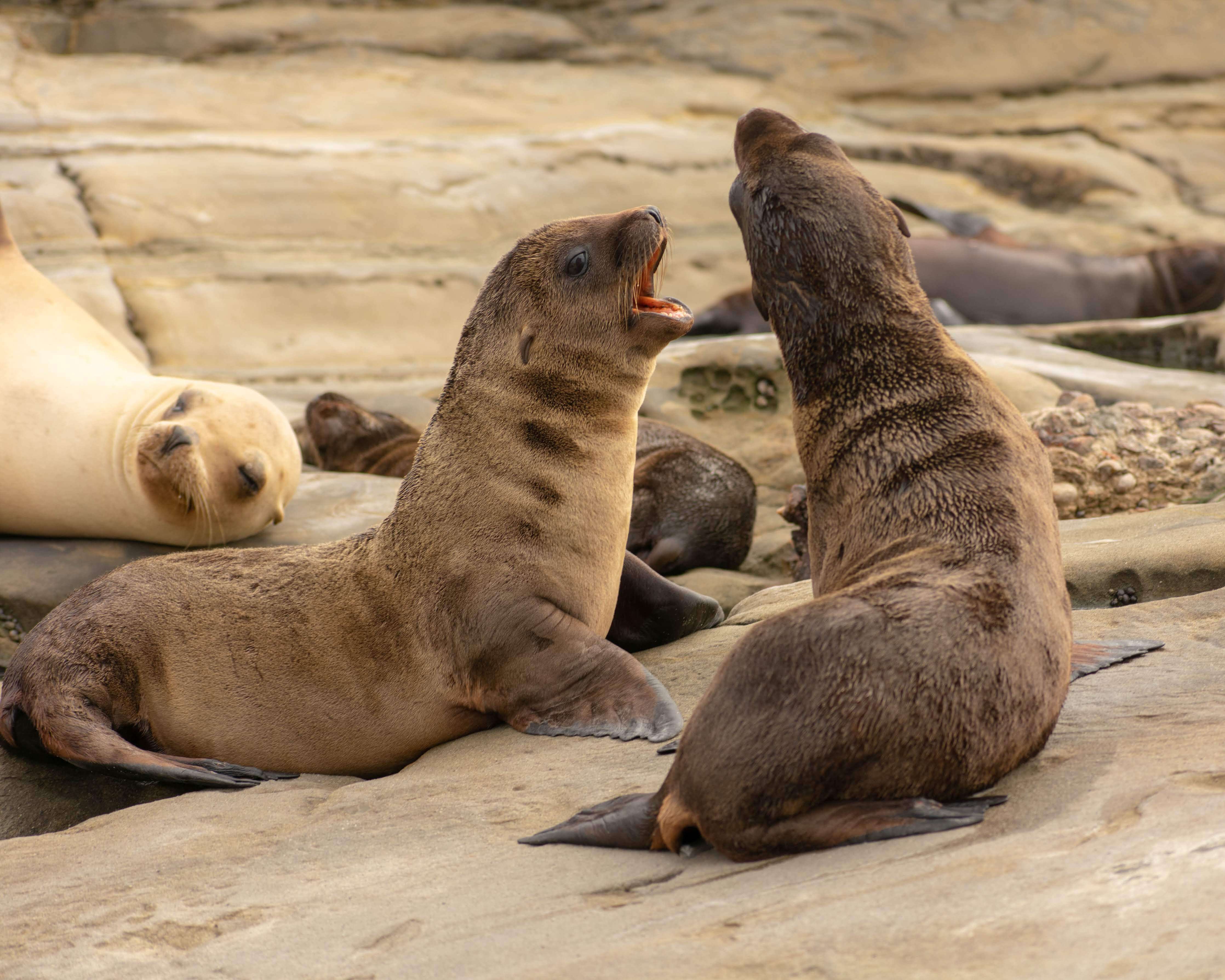 baby sea lions on a rock fighting