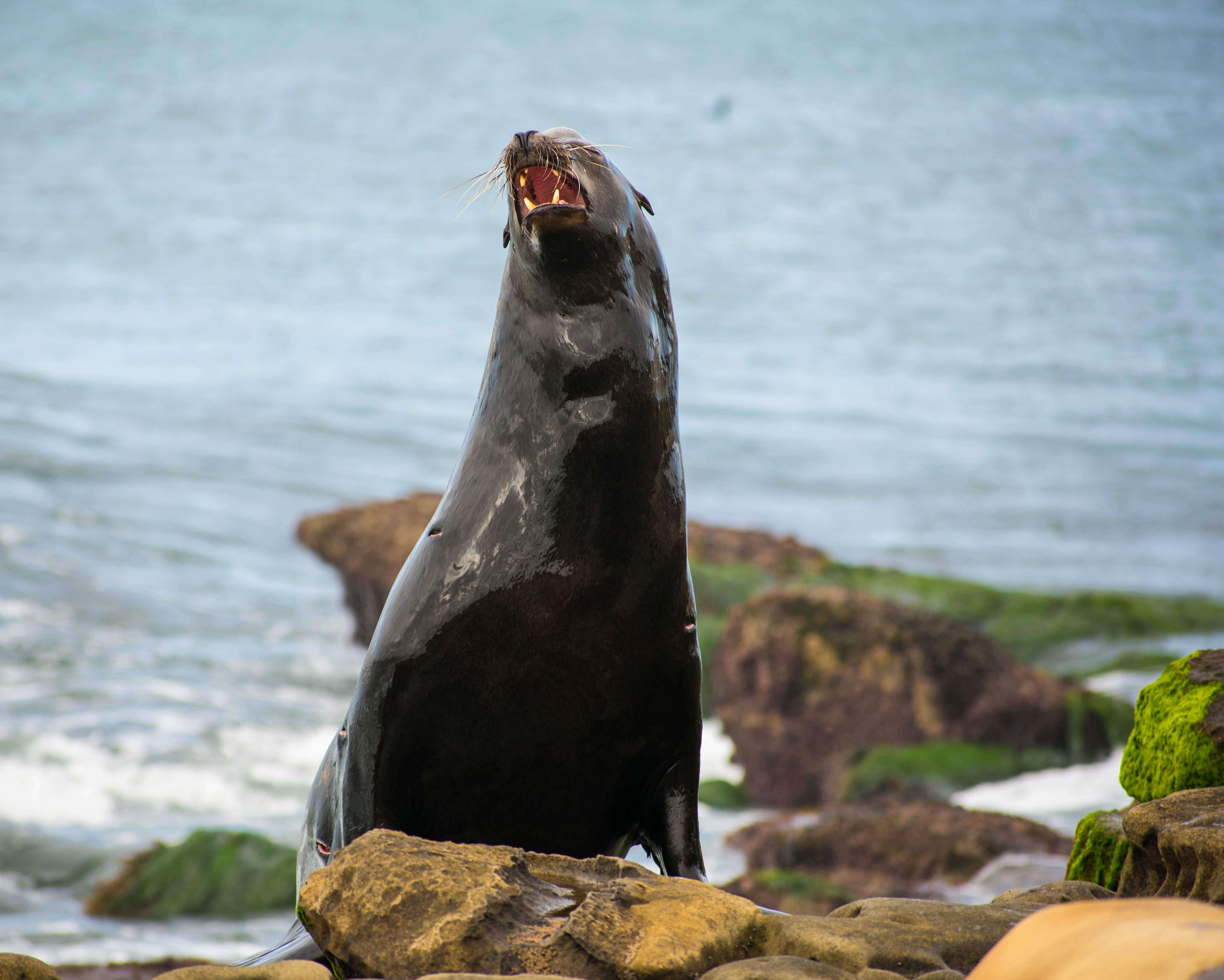 large sea lion making noise on top of a rock in La Jolla cove