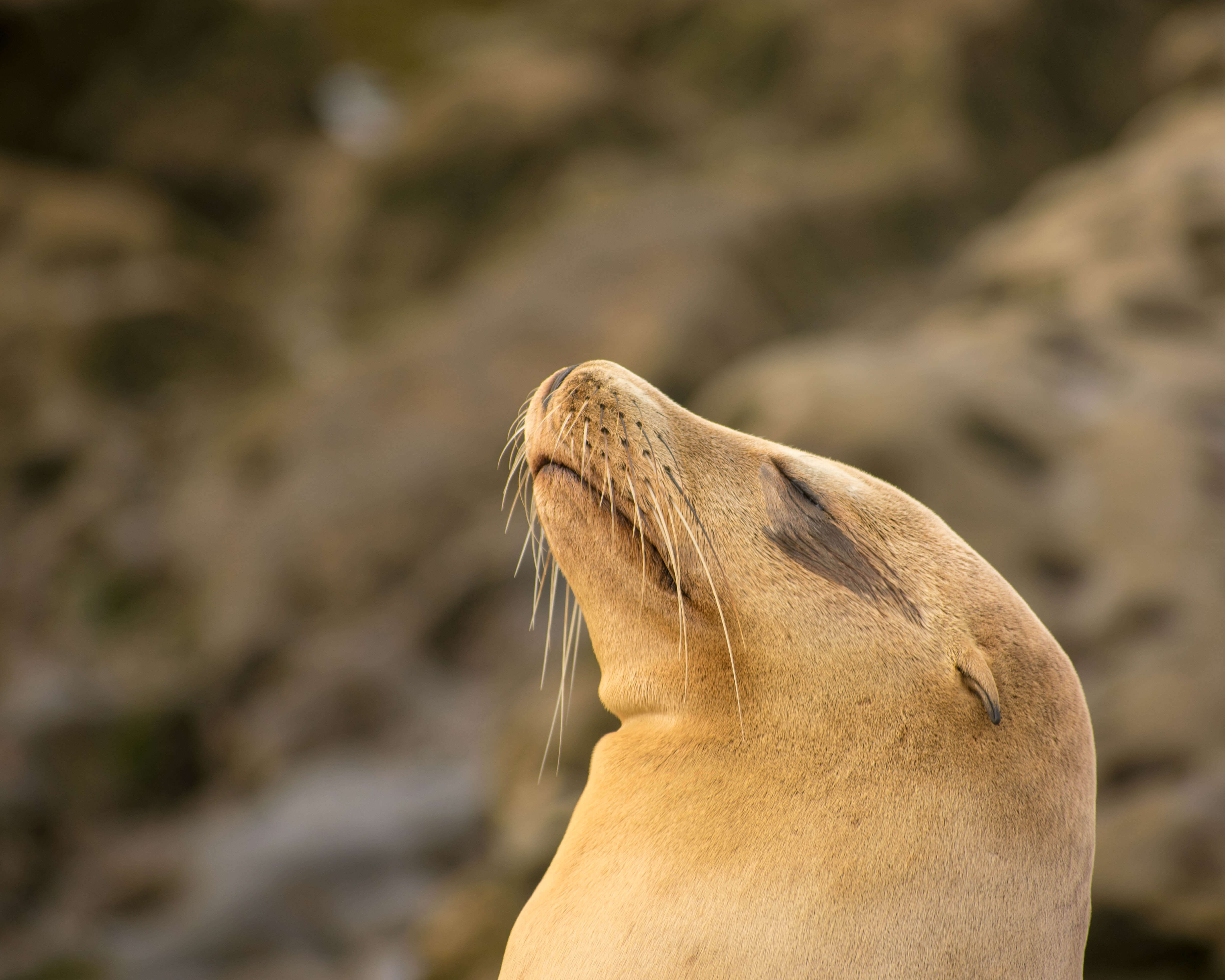 a sea lion with its head resting up towards the sun eyes closed