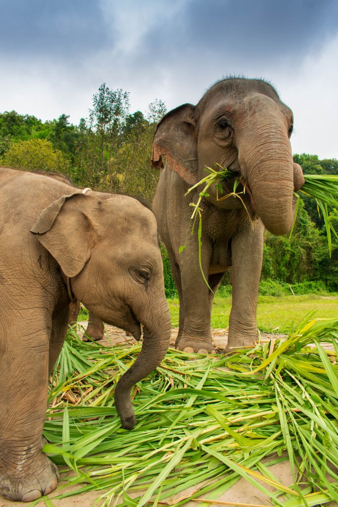 momma elephant and baby elephant eating grass