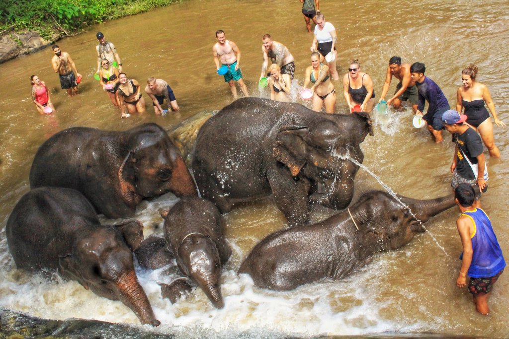 elephants in water with people splashing around