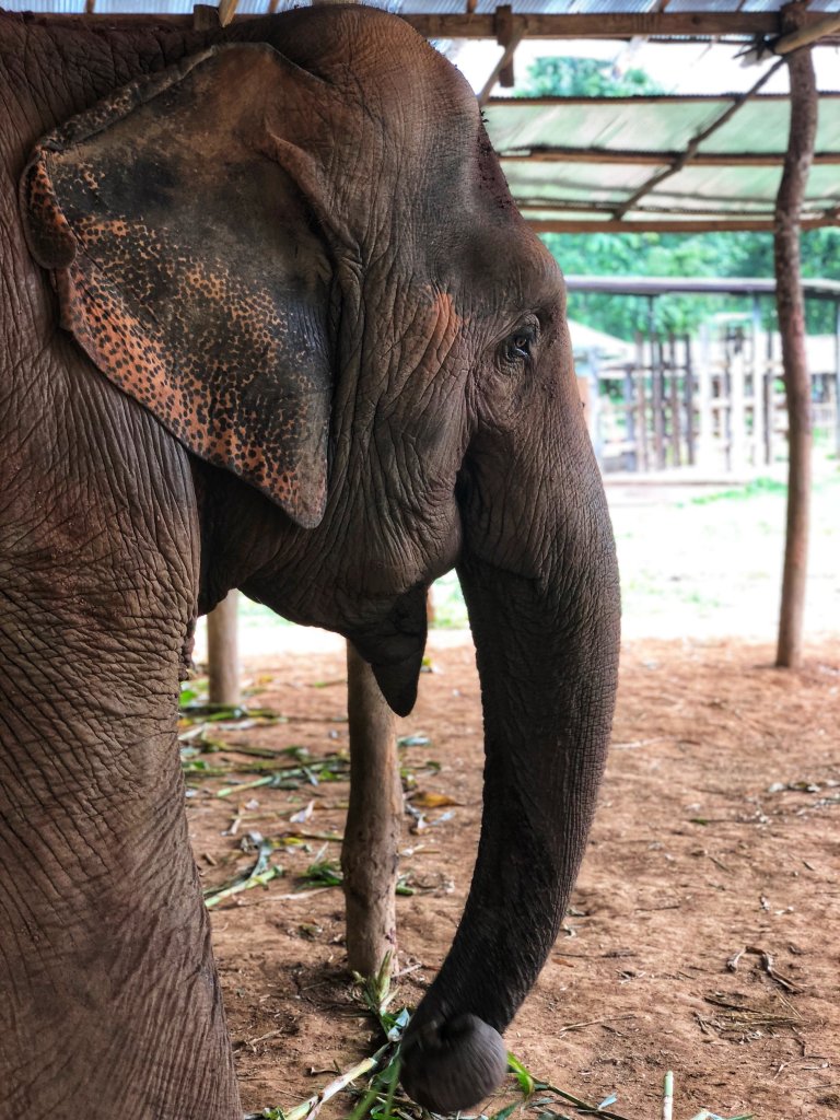 close up of an elephant inside a cover as it was raining outside