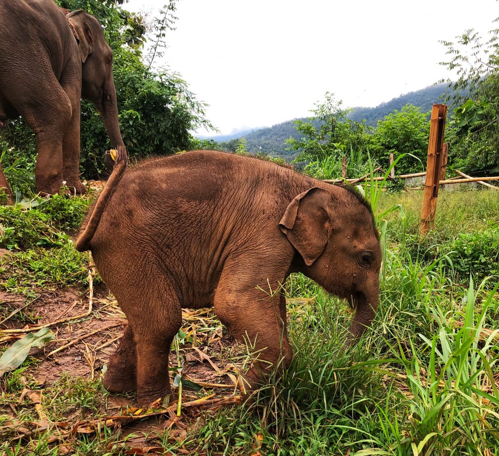 baby elephant in the grass with his momma behind him