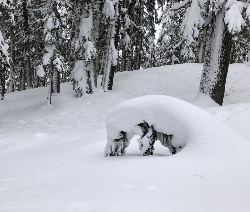 Snow Covered Tree Crater Lake National Park