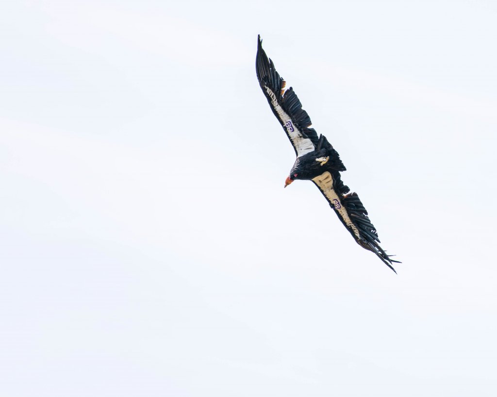 California Condor in flight at Pinnacles National Park