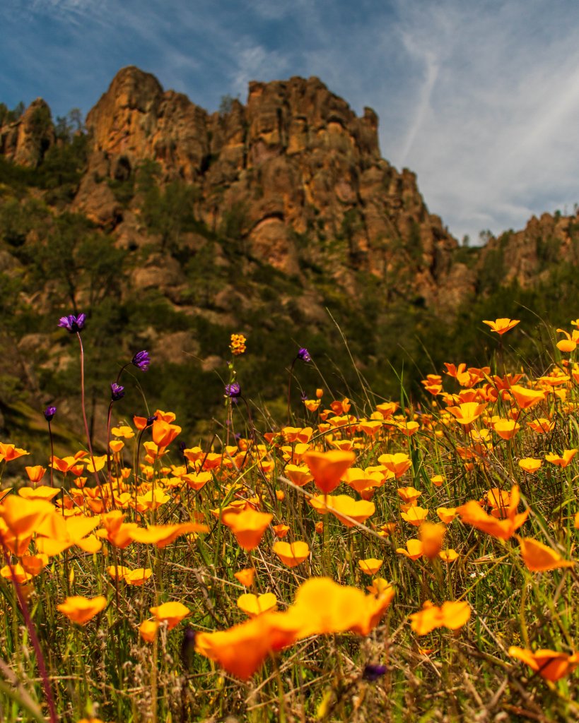 Poppys in Bloom along Condor Gulch Trail in Pinnacles National Park