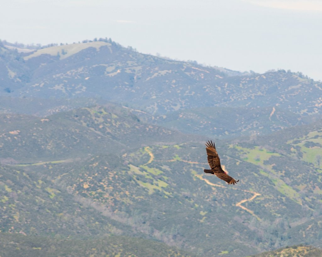 Turkey Vulture in flight at Pinnacles National Park