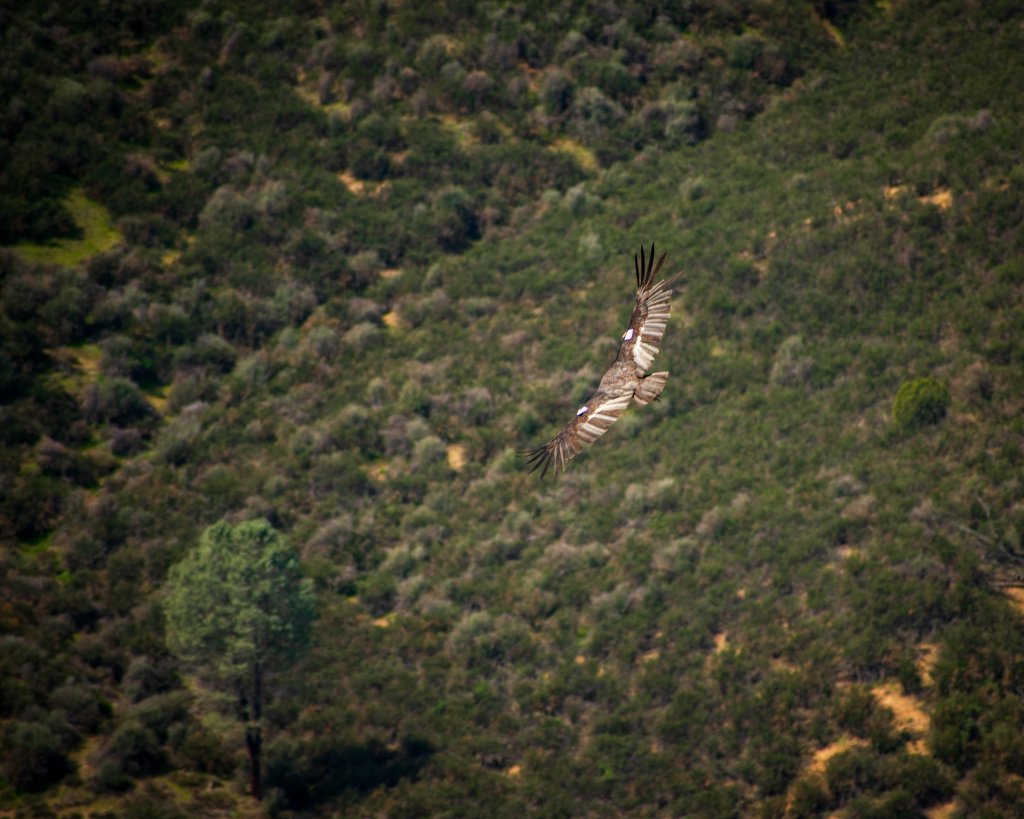 California Condor in flight at Pinnacles National Park