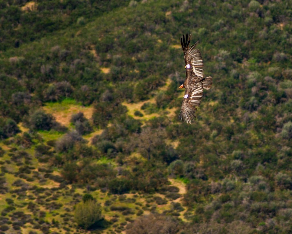 California Condor in flight at Pinnacles National Park