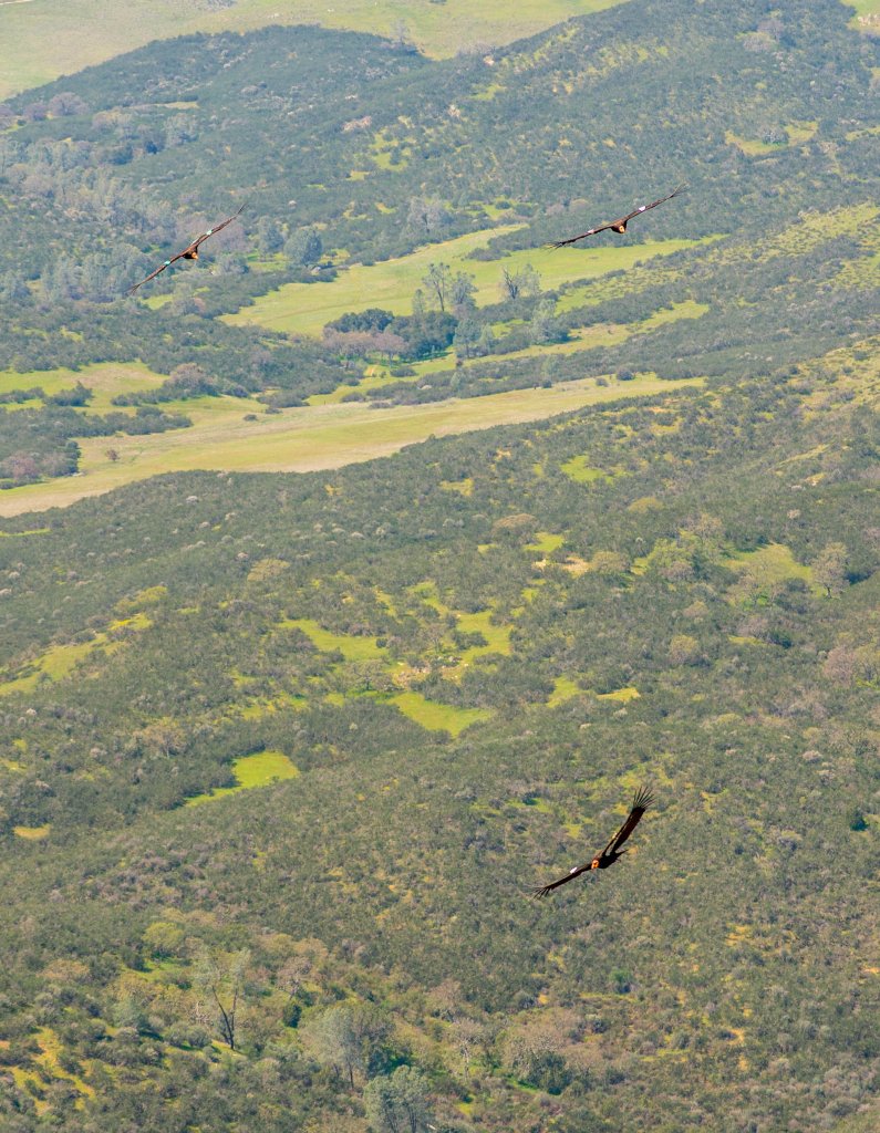 California Condors flying together at Pinnacles National Park