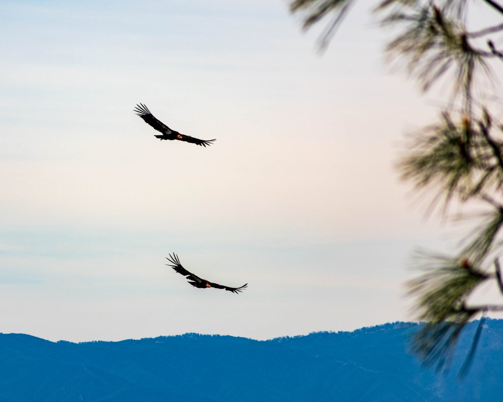 California Condors in flight at Pinnacles National Park