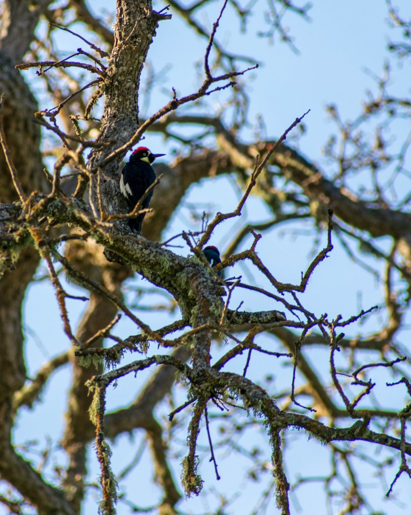 Woodpeckers in Pinnacles National Park