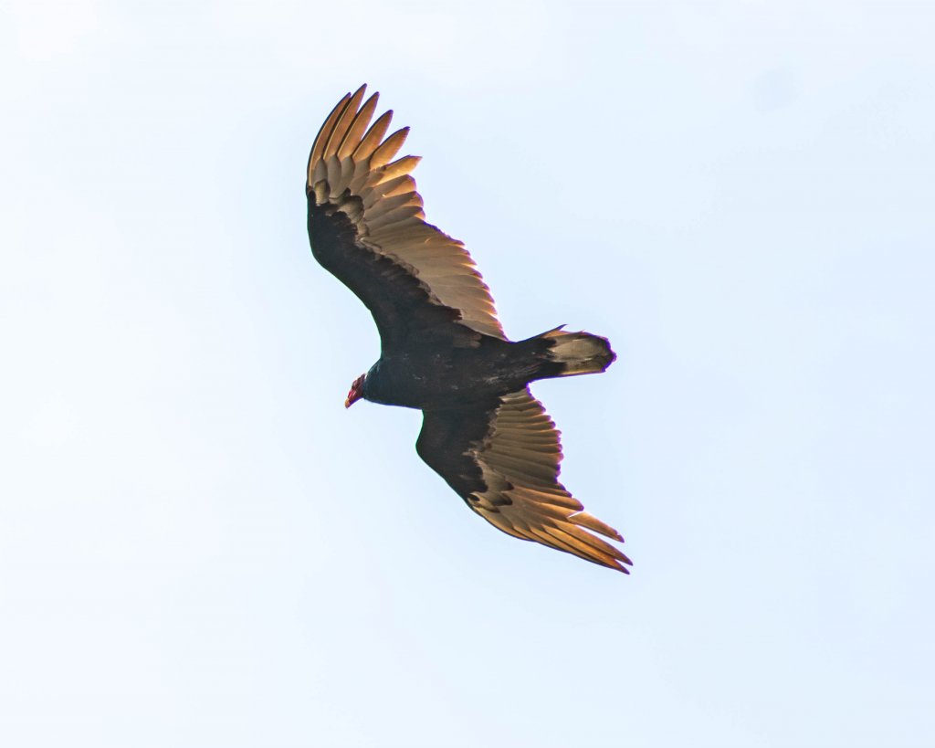 Turkey Vulture in flight at Pinnacles National Park