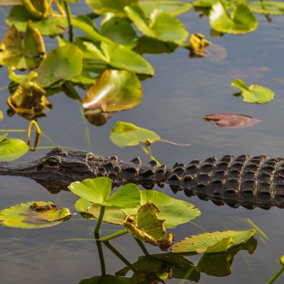 Everglades National Park