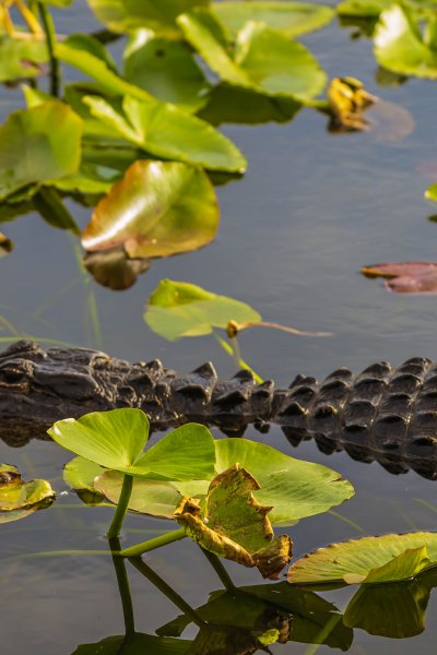 Everglades National Park, Florida Alligator