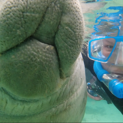 swimming with manatees in crystal river Florida