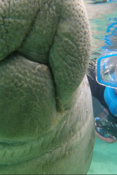 swimming with manatees in crystal river Florida